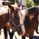 Paardenmarkt Rijnsburg